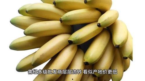 国产香蕉,甜蜜滋味，绿色健康之旅